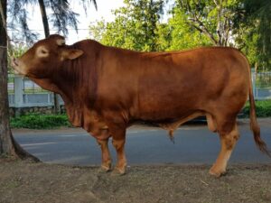 contoh sapi gemuk